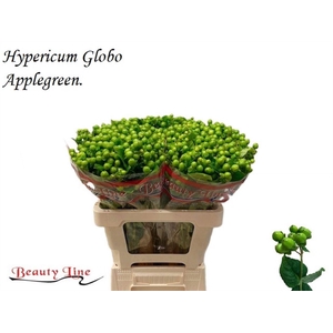 HYP GLOBO APPLEGREEN