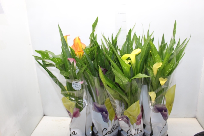 <h4>CALLA COLORIDA P14</h4>