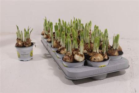 <h4>Narc O Tete A Tete</h4>