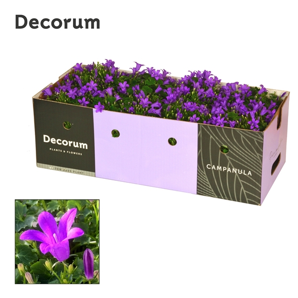 <h4>Campanula Porto Longlife Decorum Decobox</h4>