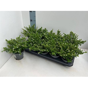 CUPH HYSSOPIFOLIA WHITE