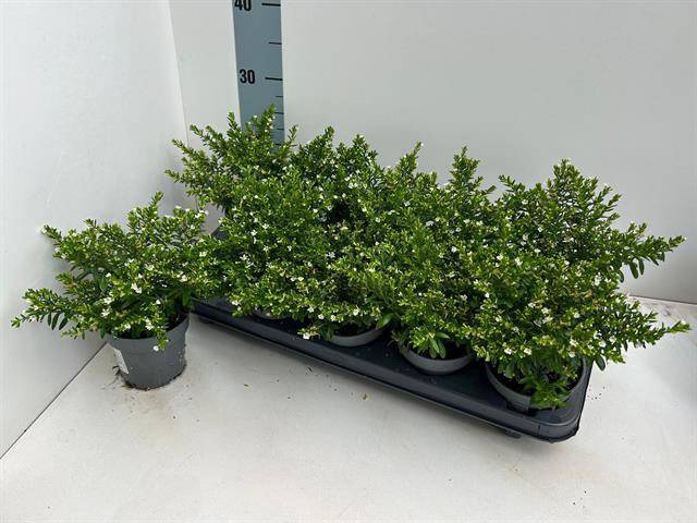 <h4>CUPH HYSSOPIFOLIA WHITE</h4>