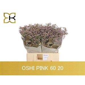 LIM SAF OSHI PINK 60/20GR