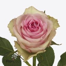 Rosa large brigitte bardot