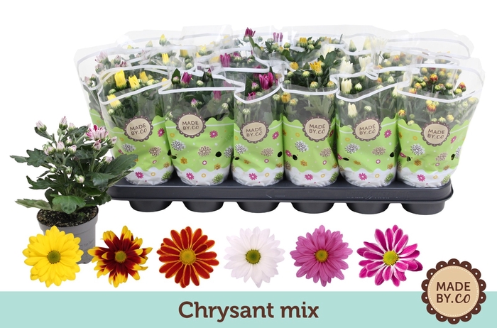 <h4>Chrysanthemum Indicum Grp gemengd</h4>