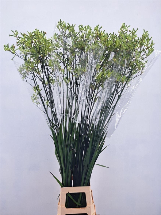 <h4>Anigoz Nirvana Green</h4>