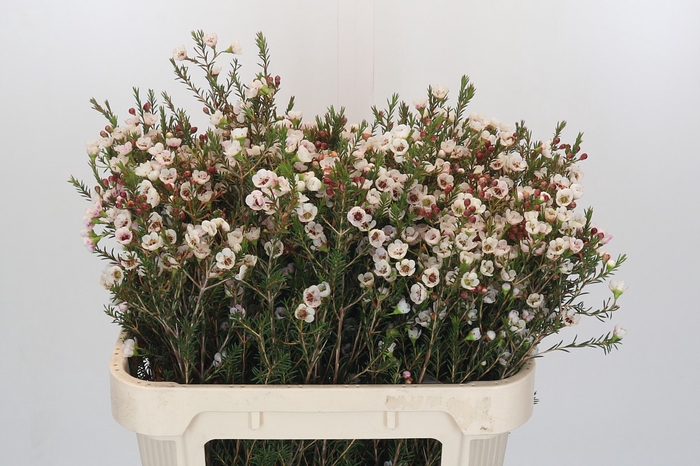 <h4>Chamelaucium Moonlight Delight</h4>
