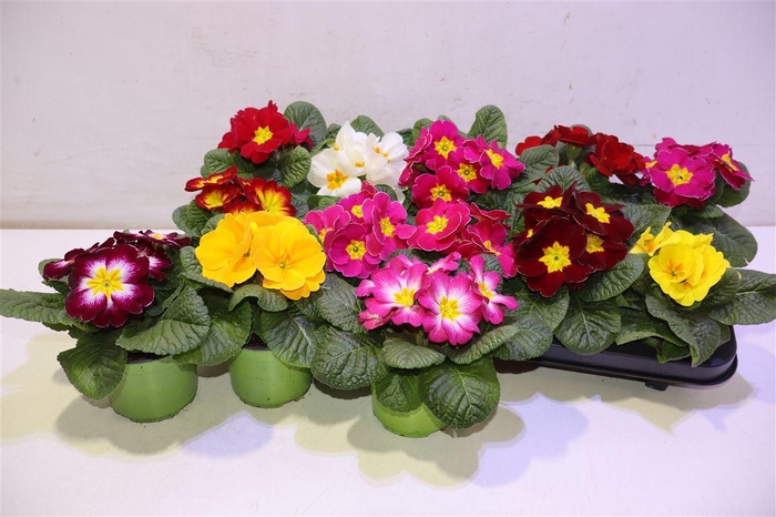 <h4>arr8 Prim Ac Gem</h4>