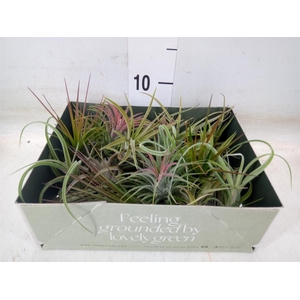 Tillandsia