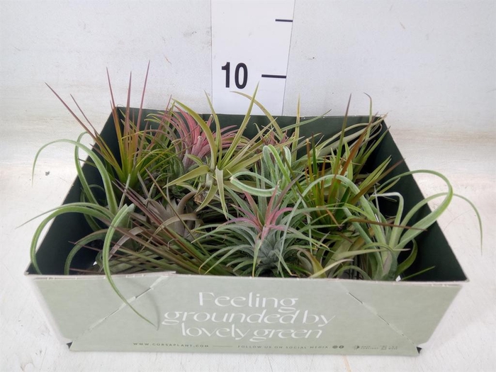 <h4>Tillandsia</h4>
