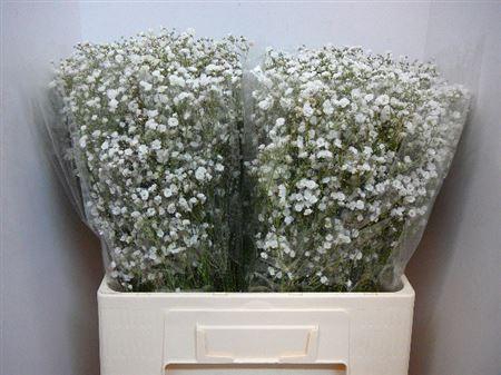 <h4>Gyps Pa Xlence</h4>