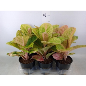 Aglaonema   ...