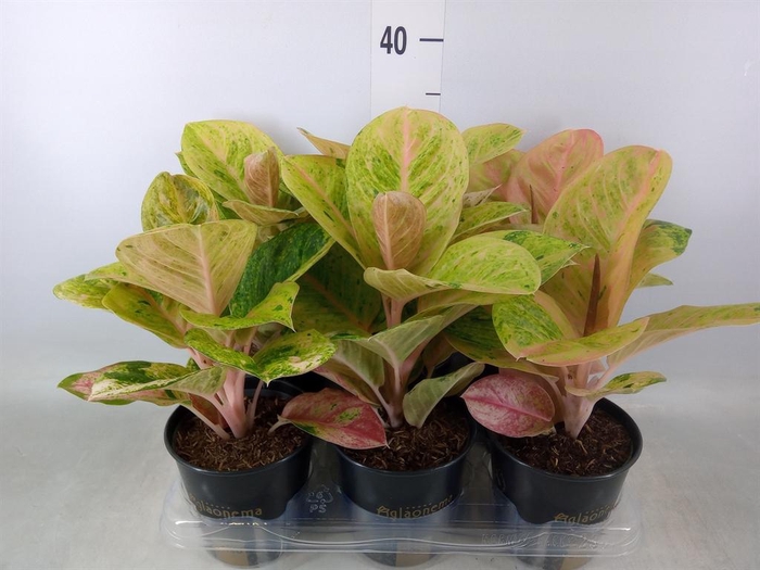 <h4>Aglaonema ...</h4>