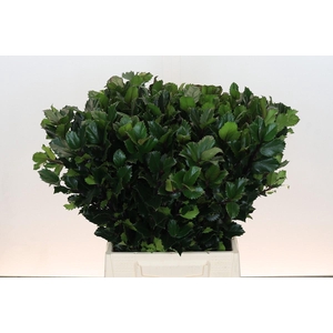 Ilex Meserveae Blue Prince