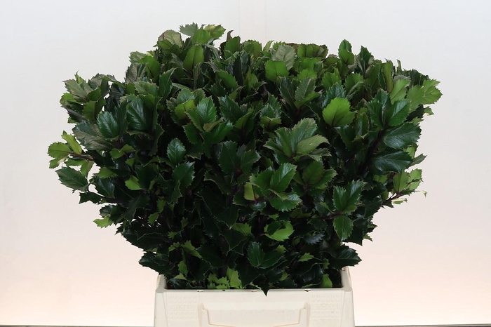 <h4>Ilex Meserveae Blue Prince</h4>