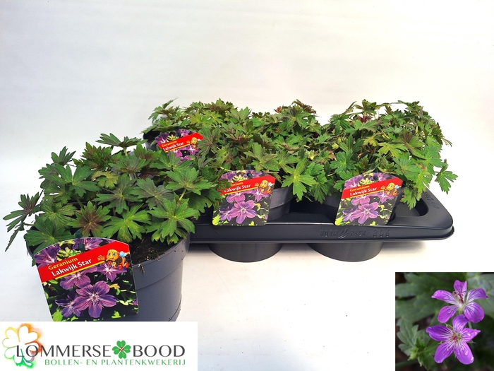 <h4>GERANIUM OVERIG</h4>