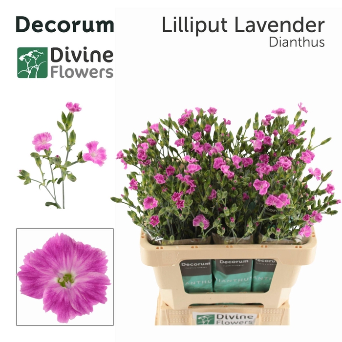 <h4>Dianthus  'Lilliput Lavender'</h4>