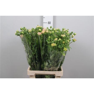 Ran Co Mag Mascarpon