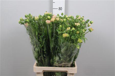 <h4>Ran Co Mag Mascarpon</h4>