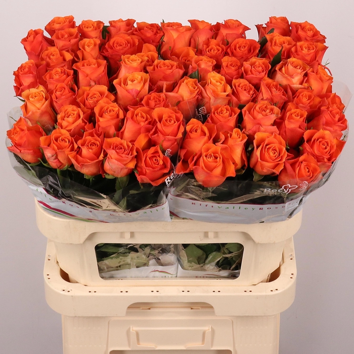 <h4>R GR ORANGE WAVE</h4>