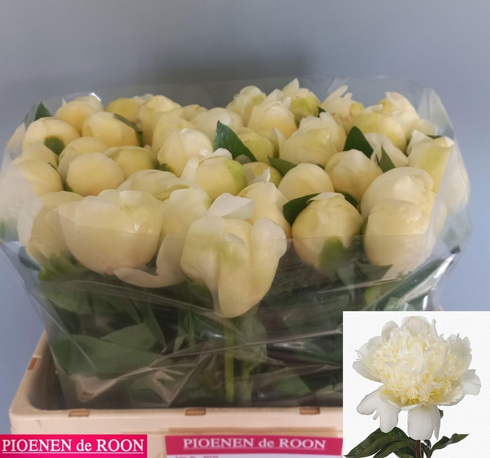 <h4>PAEO L BRIDAL SHOWER</h4>