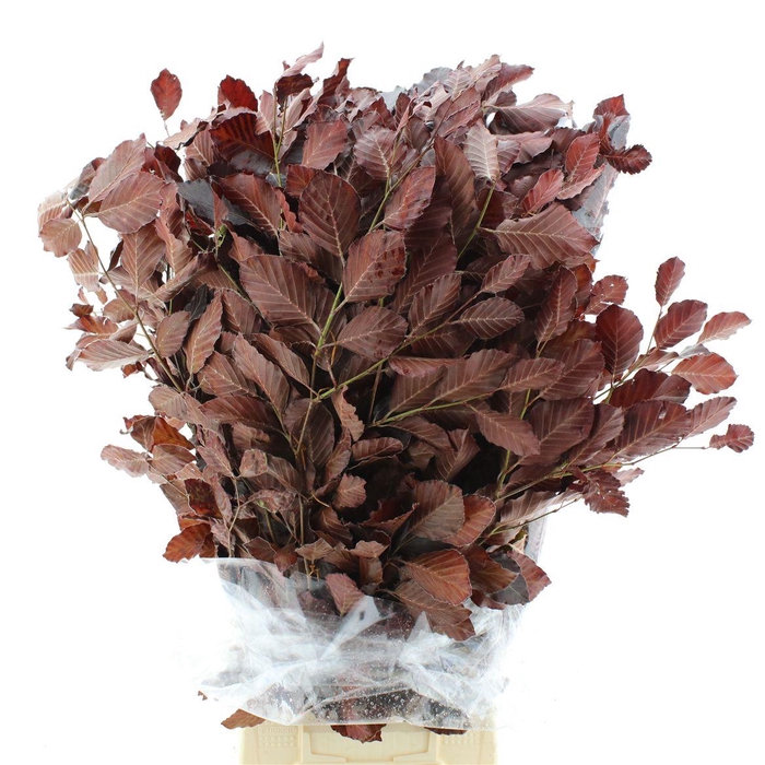 <h4>Beech Red Gr 300</h4>