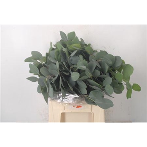 Euca Populus Blad Per Bunch 150 Gram