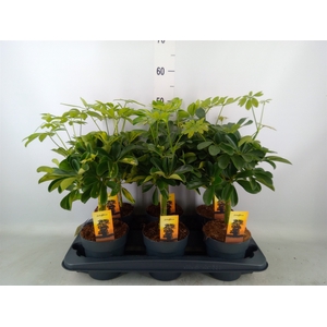Schefflera arbor.   ...