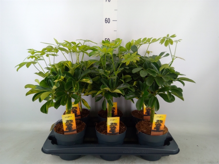 <h4>Schefflera arbor.   ...</h4>