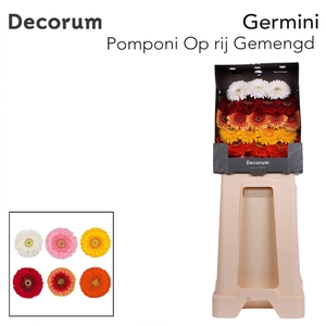 Germini Pomponi Mix Pomponi  Diamond