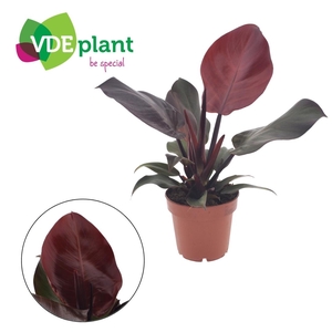 Philodendron Sunlight 12cm