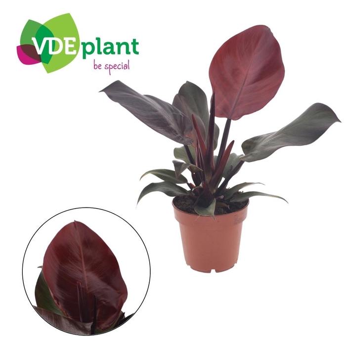 <h4>Philodendron Sunlight 12cm</h4>