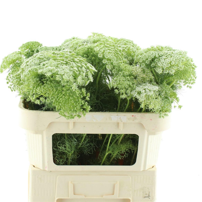 <h4>Ammi Visnaga</h4>