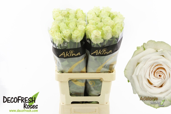 <h4>R Gr Adalonia</h4>