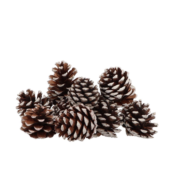 <h4>Nature Maritima St Washed Whte Small P/50 10-14</h4>