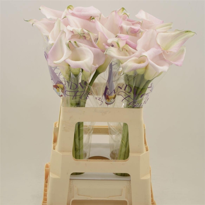 <h4>Zant Sweet Art</h4>