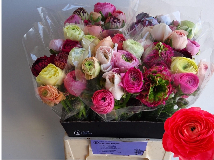 <h4>RAN GEM IN BOS</h4>