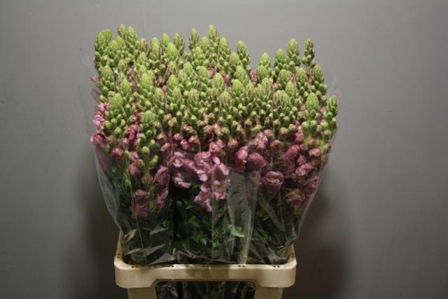 <h4>ANTIR POTO LAVEND</h4>