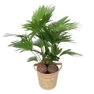 Livistona in Pot Nelis Naturel