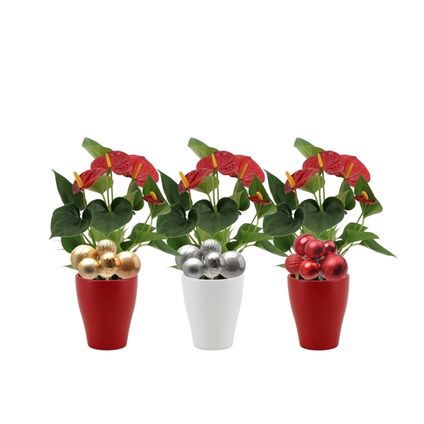 <h4>Anthurium Diamond Red in Carly ceramics + stabber</h4>