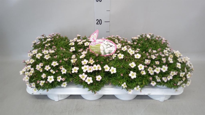 <h4>Saxifraga arend.</h4>