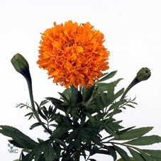 <h4>Tagetes (Erecta Grp) Promise Orange</h4>