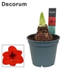 Hippeastrum Royal Red 2/3 Knop Bolmaat 36-40 (Decorum)