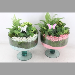 arr2 PL - Glas Sofia x4 - roze/wit