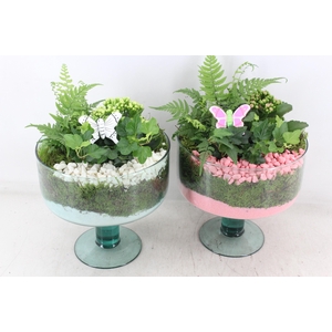 arr2 PL - Glas Sofia x4 - roze/wit