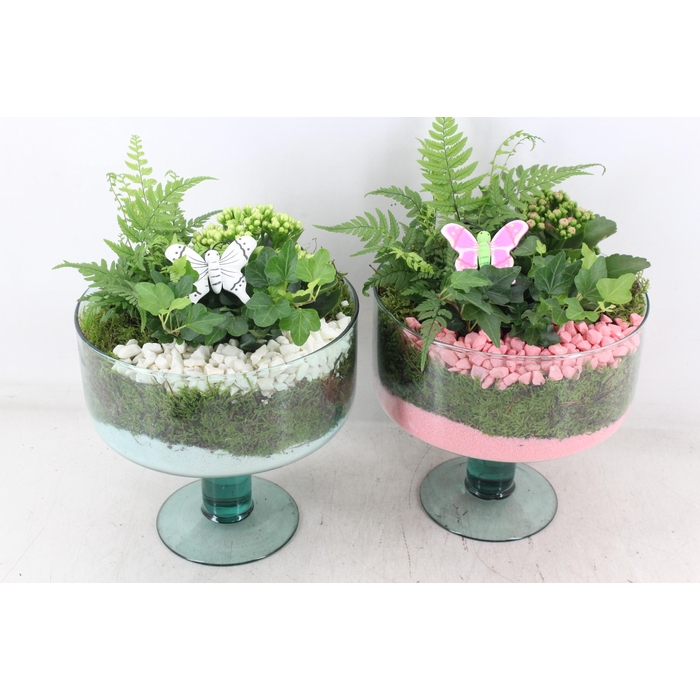 <h4>Arr2 Pl - Glas Sofia X4 - Roze/wit</h4>