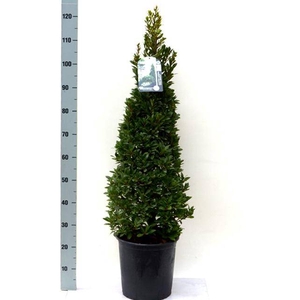 Laurus nobilis Bay Junior 27Ø 120cm 27Ø