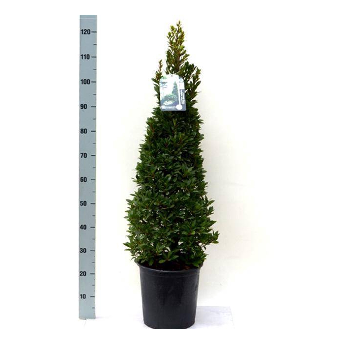 <h4>Laurus nobilis Bay Junior 27Ø 120cm 27Ø</h4>