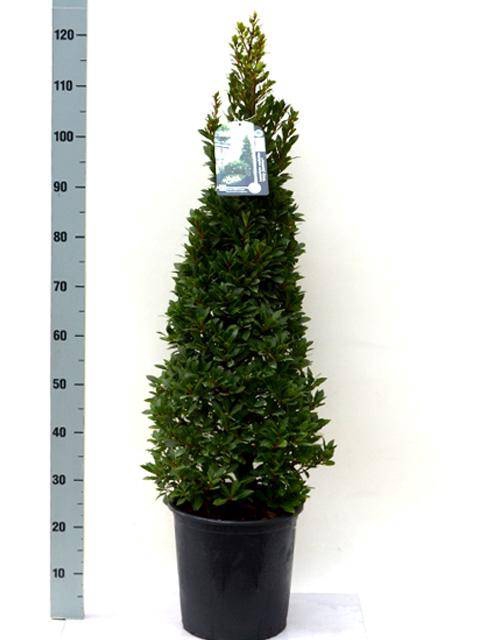Laurus nobilis Bay Junior 27Ø 120cm 27Ø