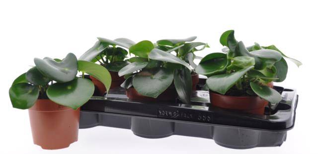 Peperomia Raindrop